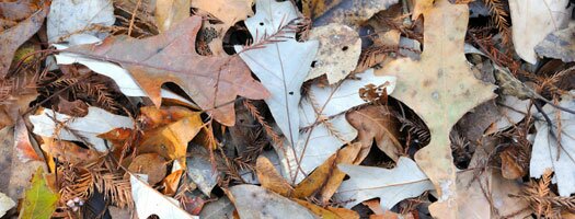 Autumn in Studley