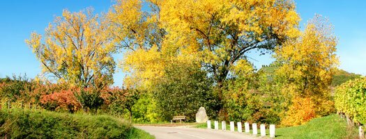 Autumn in Studley
